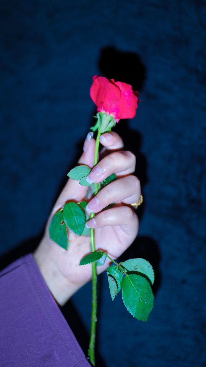 Hand wearing classic French-tip bridal press-on gel nails, holding a single red rose against a midnight blue backdrop